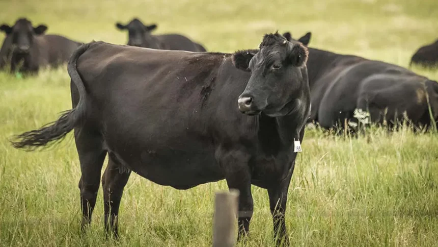 Gabon : comment la filière bovine pourrait être un catalyseur de l’économie sous régionale, d’ici 2035