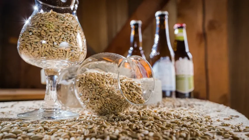 Afrique : le marché de malt en effervescence sur fond de boom brassicole