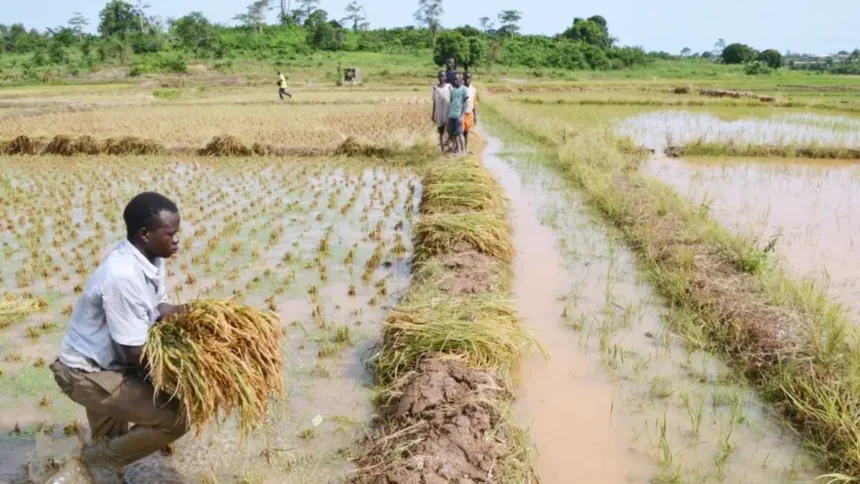 Le Cameroun et Ekobell lancent un projet rizicole de 98,4 milliards sur 10 000 ha dans le Nord et l'Adamaoua