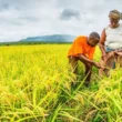 Angola : 250 millions $ d’investissement chinois pour développer la culture du maïs et du soja