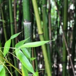 le bambou, nouvel or vert pour l’industrialisation durable du Cameroun
