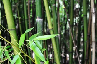 le bambou, nouvel or vert pour l’industrialisation durable du Cameroun