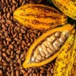 Commerce extérieur au Cameroun : un déficit réduit à 32,7 milliards de FCFA au 1er trimestre 2025 grâce à l’envolée du cacao