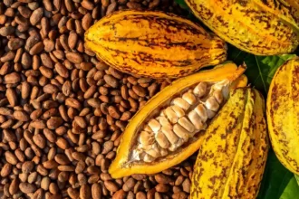 Commerce extérieur au Cameroun : un déficit réduit à 32,7 milliards de FCFA au 1er trimestre 2025 grâce à l’envolée du cacao