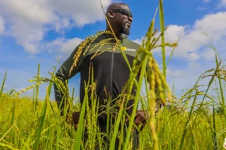 Guinée : un accord de 34 millions $ avec la FAO pour atteindre l’autosuffisance alimentaire d’ici 2040