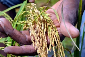 Riz au Cameroun : 9 milliards FCFA injectés pour booster la production et réduire les importations