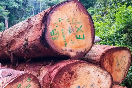 Bois : l’Afrique résiste mieux que l’Asie et l’Amérique latine selon le Global Timber Index