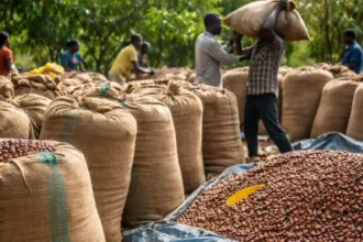 Côte d’Ivoire : l’État mobilise 280 milliards FCFA pour racheter le cacao invendu et stabiliser la filière