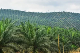 Cameroun : la CDC injecte 2,45 milliards FCFA pour sauver ses filières bananes et palmiers