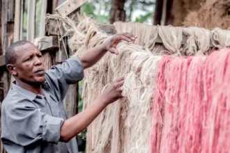 Kenya : 1,9 Million t de bananes produites/an les fibres agricoles, un nouveau gisement économique à exploiter
