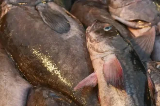 Cameroun : 266 jeunes lancés dans l’entrepreneuriat grâce à 266 millions FCFA avec le PDCVEP