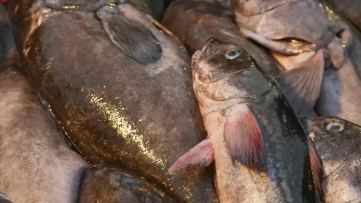 Cameroun : 266 jeunes lancés dans l’entrepreneuriat grâce à 266 millions FCFA avec le PDCVEP