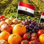 Égypte : 11,5 milliards $ d’exportations agricoles en 2025 – un record historique