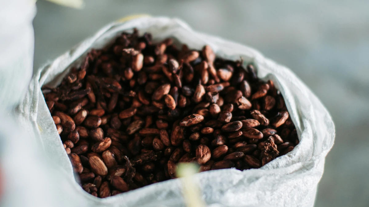 Ghana : 50 000 tonnes de cacao bloquées dans les ports, un choc de trésorerie menace 15 % des exportations