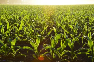 Journée mondiale de la météorologie : un levier économique et social pour l’Afrique