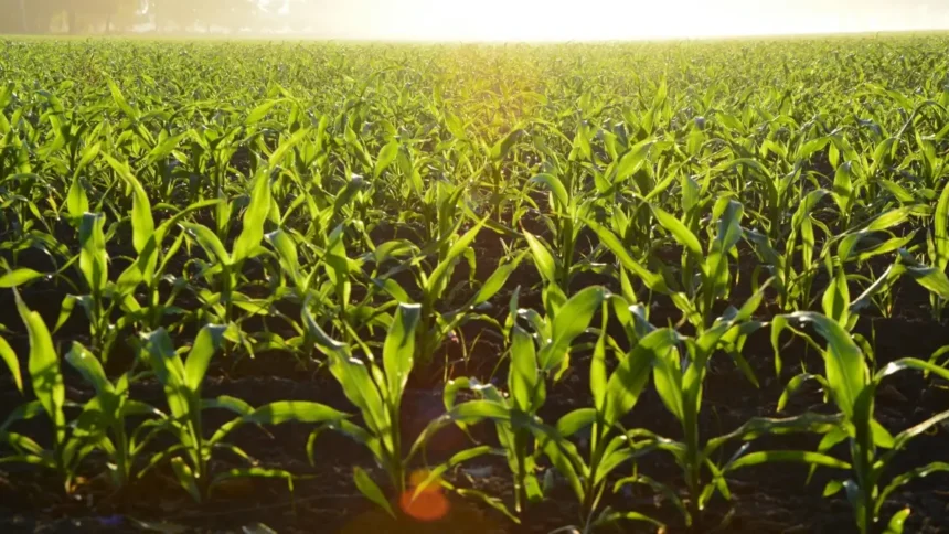 Journée mondiale de la météorologie : un levier économique et social pour l’Afrique