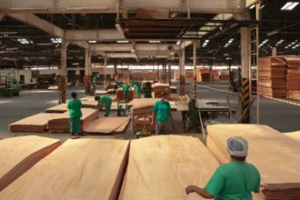 Bois au Gabon : avec +7 % de production au troisième trimestre 2025, la filière confirme son potentiel d’investissement