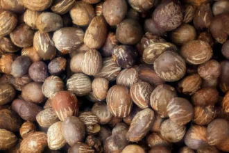 Karité : le Nigeria verrouille ses exportations de noix brutes jusqu'en 2027