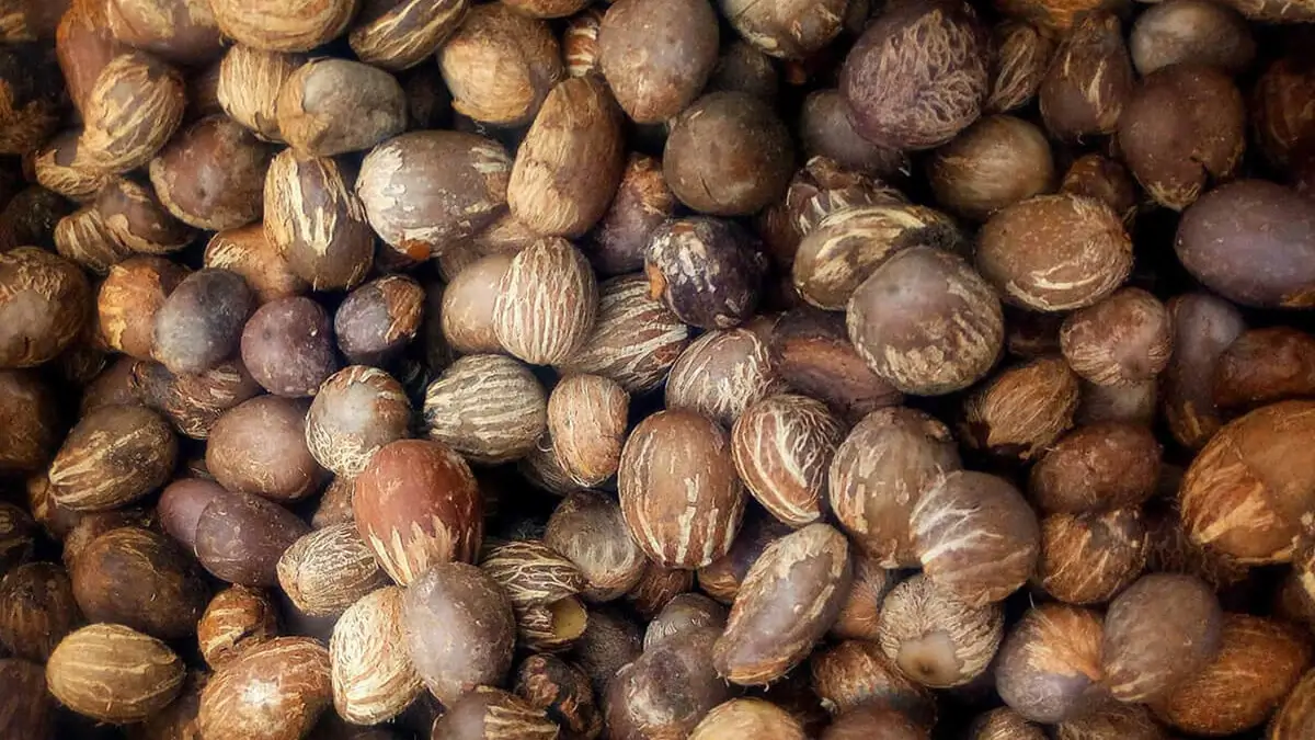 Karité : le Nigeria verrouille ses exportations de noix brutes jusqu'en 2027