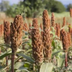 Niger : Hausse modérée des prix du mil et du sorgho à l’approche du Ramadan