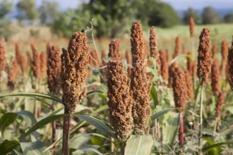 Niger : Hausse modérée des prix du mil et du sorgho à l’approche du Ramadan