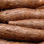 Cameroun : le marché du manioc face au défi de l’industrialisation