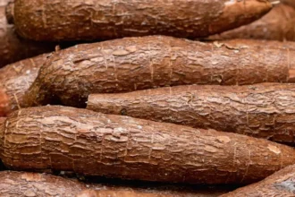 Cameroun : le marché du manioc face au défi de l’industrialisation