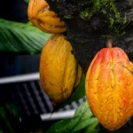 Cacao : la Côte d’Ivoire et le Ghana misent sur une stratégie commune pour renforcer leur influence mondiale