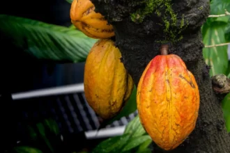 Cacao : la Côte d’Ivoire et le Ghana misent sur une stratégie commune pour renforcer leur influence mondiale