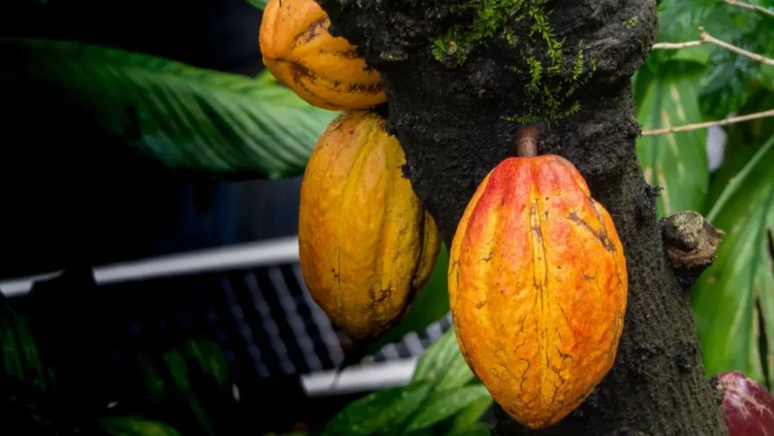 Cacao : la Côte d’Ivoire et le Ghana misent sur une stratégie commune pour renforcer leur influence mondiale