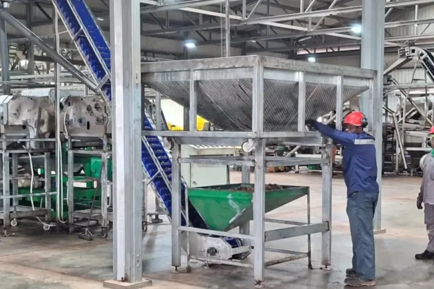 Transformation locale, emplois, valeur ajoutée : le pari industriel du Burkina Faso dans l’anacarde