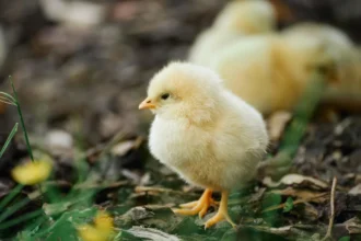 Gabon : 775 milliards FCFA pour l’aviculture, pari industriel sur la souveraineté alimentaire