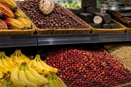 Exportations agricoles : le Cameroun perd près de 30 % de ses recettes en trois mois