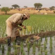 Sénégal : la suspension des importations de riz met à l'épreuve la stratégie de souveraineté alimentaire