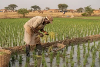 Sénégal : la suspension des importations de riz met à l'épreuve la stratégie de souveraineté alimentaire