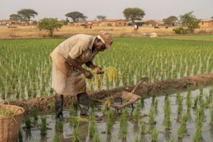 Sénégal : la suspension des importations de riz met à l'épreuve la stratégie de souveraineté alimentaire