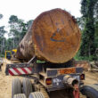 Bois au Cameroun : derrière une filière à près de 9 % des exportations, un manque à gagner potentiel de 172 milliards FCFA par an