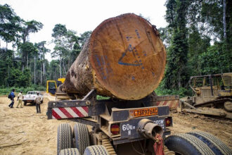 Bois au Cameroun : derrière une filière à près de 9 % des exportations, un manque à gagner potentiel de 172 milliards FCFA par an