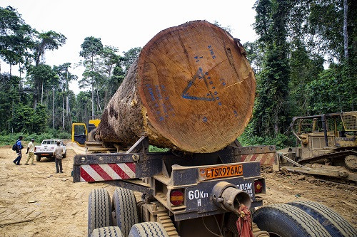 Bois au Cameroun : derrière une filière à près de 9 % des exportations, un manque à gagner potentiel de 172 milliards FCFA par an