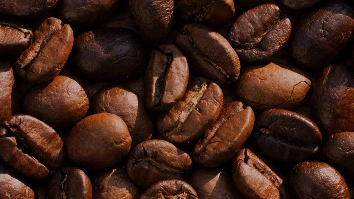 Ouganda : les recettes des exportations de café chutent de 38 % en mai, sous l’effet du recul des prix mondiaux